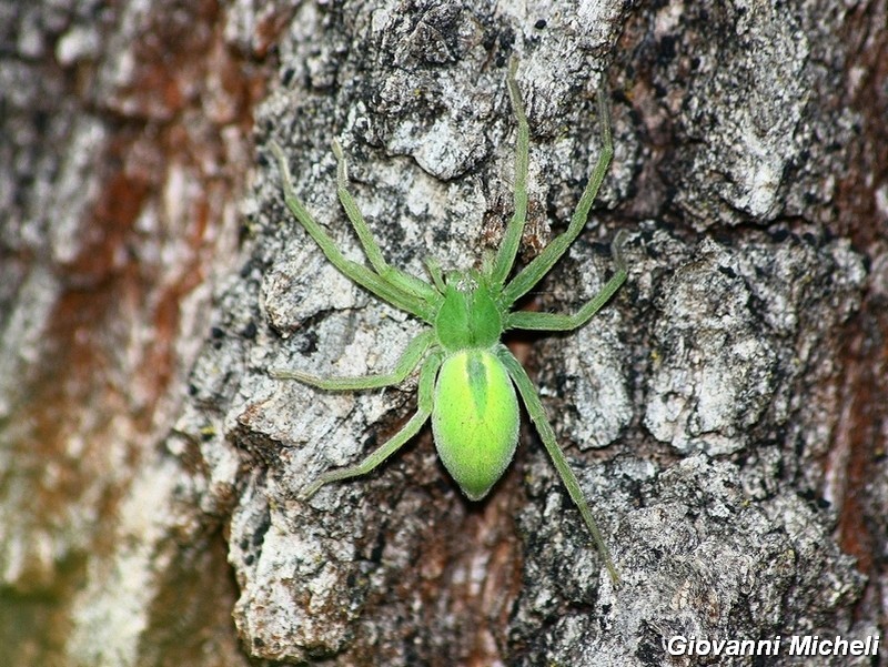 Serie di Araneae del Parco del Ticino